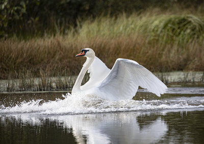 Mute swan.