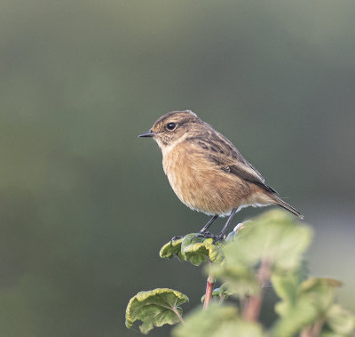 Stonechat. female or Juvenile.