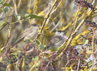 Blackcap.( male and female).