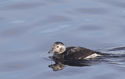 Long-tailed duck, female.