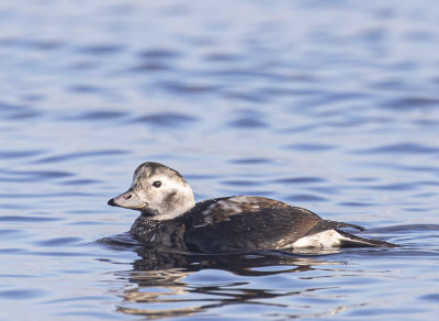 Long-tailed duck, female.
