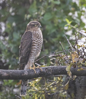 Sparrowhawk,  juvenile.