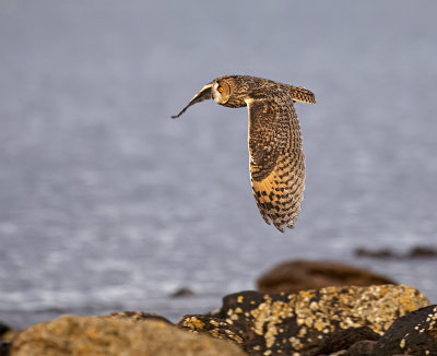 Long-eared owl