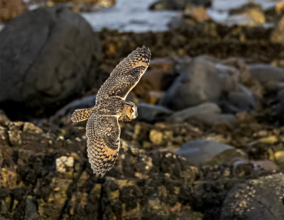 Long-eared owl.