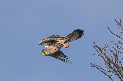 Kestrel male.