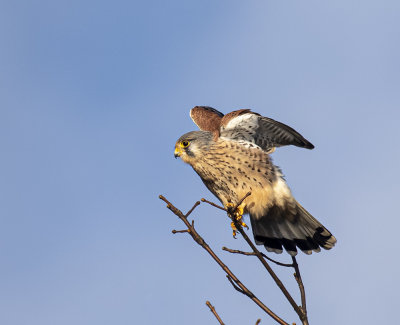 Kestrel male.