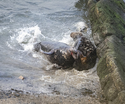 Grey seal bulls.