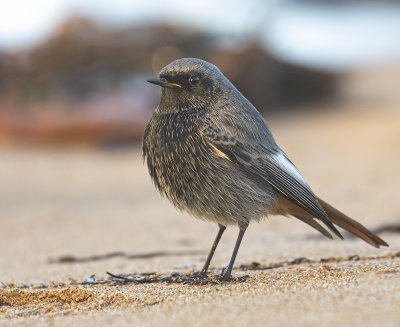 Black Redstart, (male).