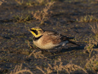 Shorelark 