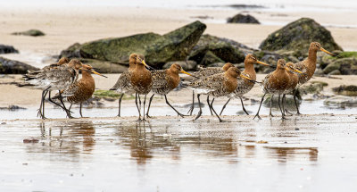 Black-tailed Godwits.