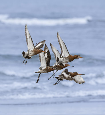 Black-tailed Godwits.