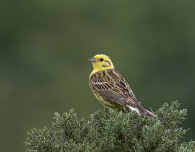 Yellowhammer