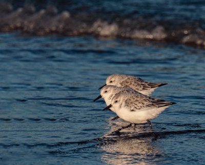 Sanderling.