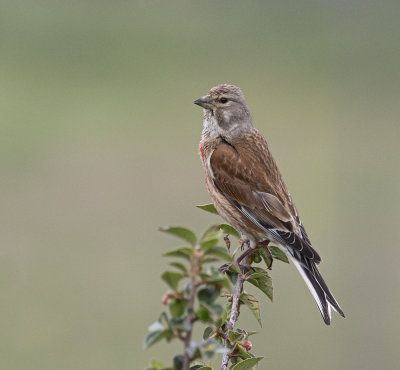 Linnet