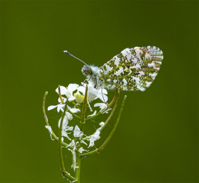 Orangetip male.