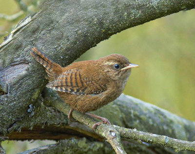 Wren.