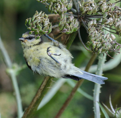 Blue tit juvenile.