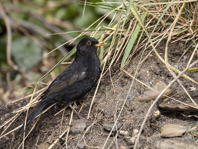 Blackbird, 1st Winter male.