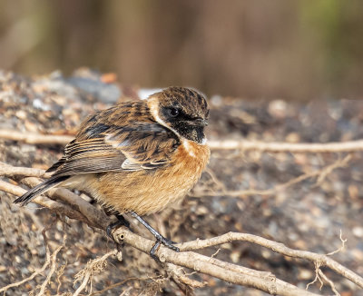 Stonechat, male.