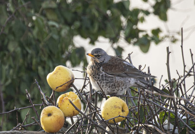 Fieldfare 