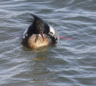 Red-breasted Merganser, male.