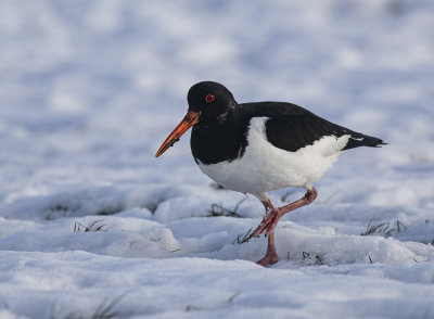 Oystercatcher.