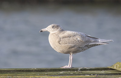 Glaucous Gull, 1st winter.