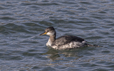 Red-necked grebe.