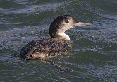 Great Northern Diver.