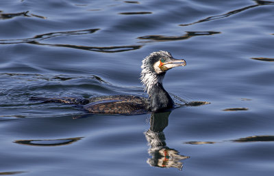 Great Cormorant.