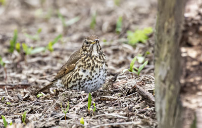 Songthrush.
