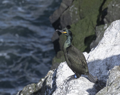 Shag. 