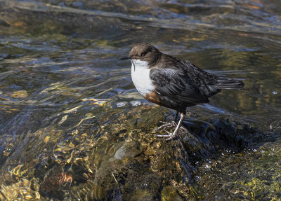 Dipper.