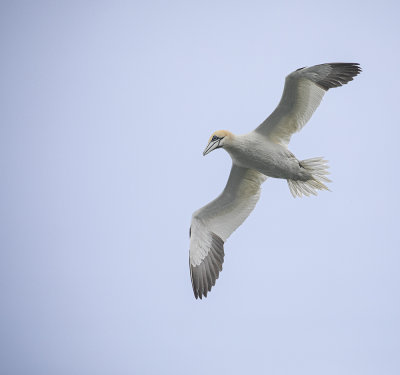 Gannet.