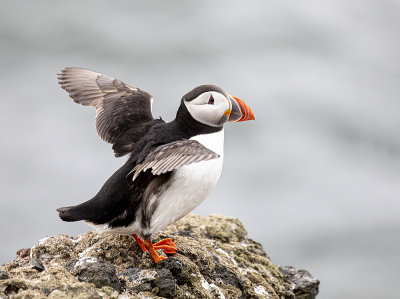 Puffin. 