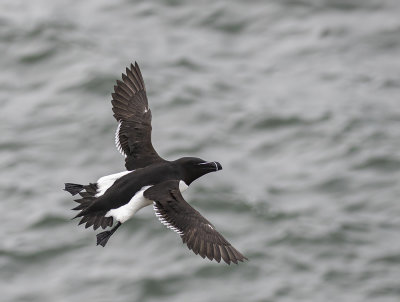 Razorbill.