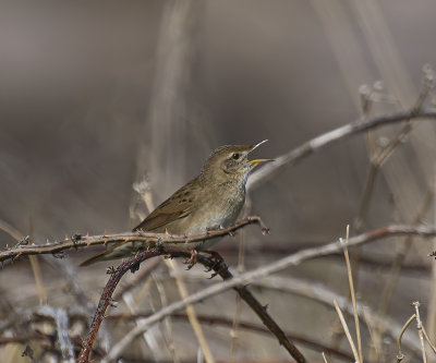 Grasshopper warbler
