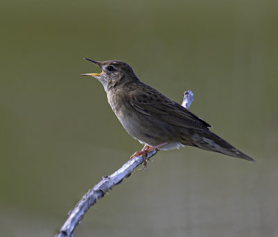 Grasshopper warbler