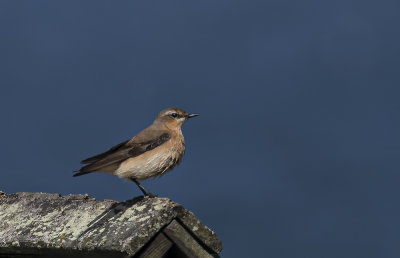 Wheatear.