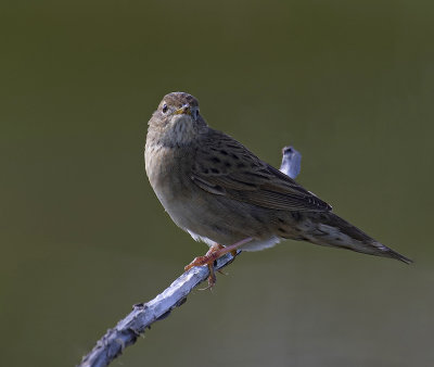 Grasshopper warbler. 
