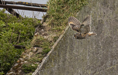 Long-eared owl