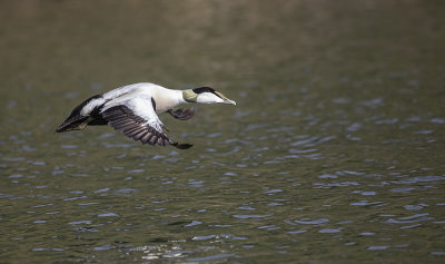 Eider Duck male.