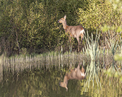 Roe deer, doe 