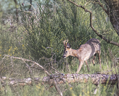 Roe deer,  Buck