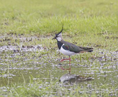 Lapwing 