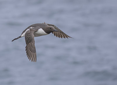 Guillemot.