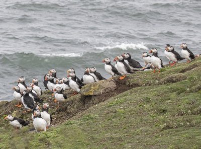 Puffins.