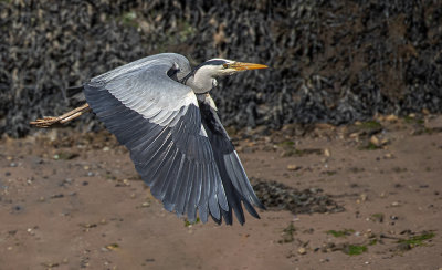 Grey Heron. 