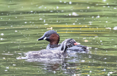 Little grebe and chick.