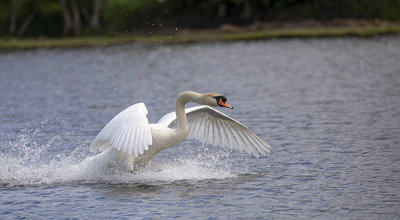 Mute swan. 